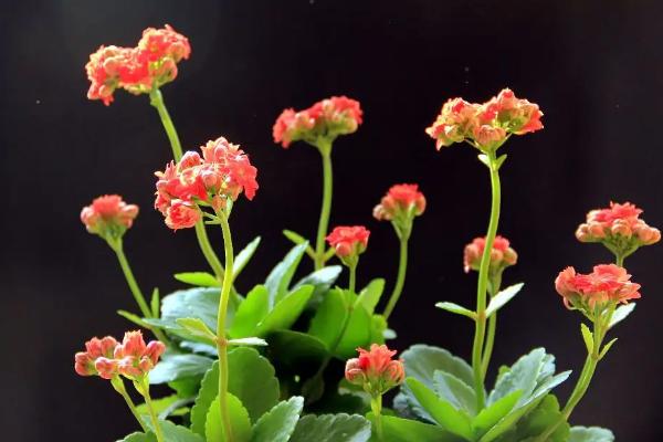 庭院十大吉祥之花