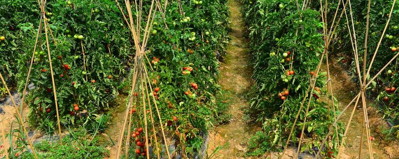 蕃茄种植管理技术要点