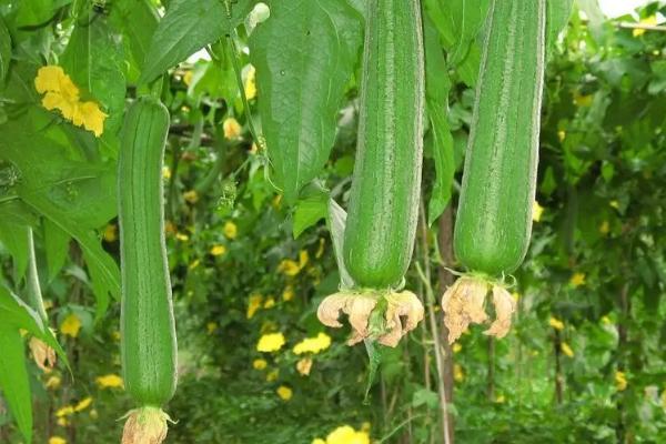 丝瓜什么时候开花结果