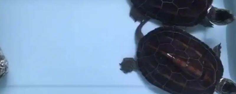 养乌龟的水可以浇花吗