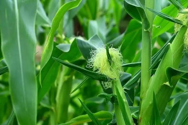 玉米苗后除草剂与杀虫剂能否混用，附什么农药不可以混用