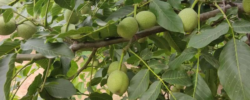 核桃树种在院子里哪个位置好