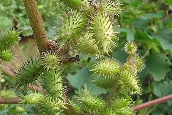 植物靠什么传播种子?