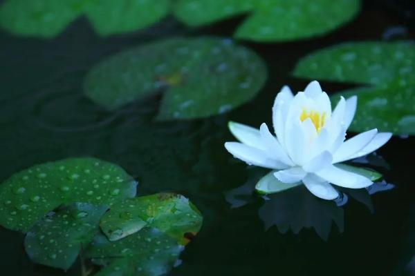 植物靠什么传播种子?