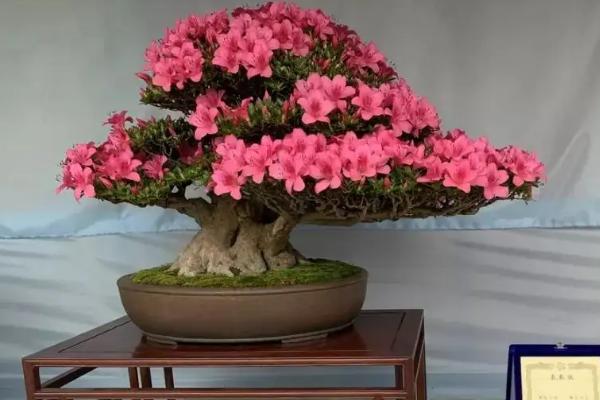 日本皋月杜鹃品种几个珍稀