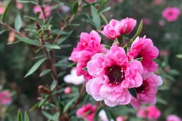 松红梅花期