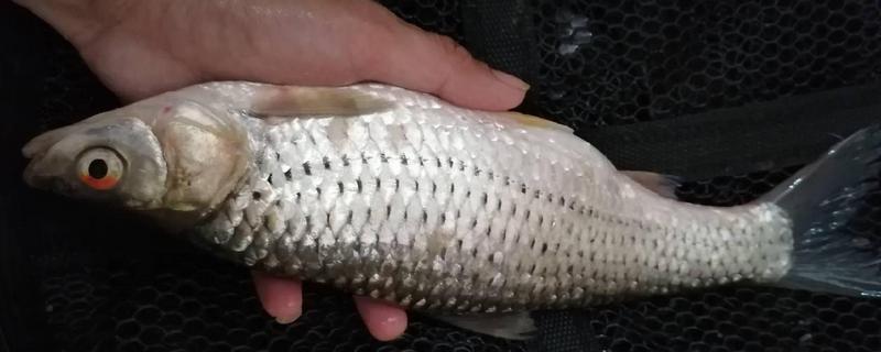 钓红眼鱼用什么鱼饵
