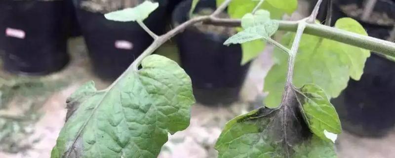 腐霉利属于哪一类农药