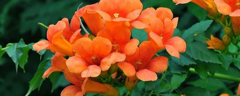 院子大门旁边种凌霄花吉利