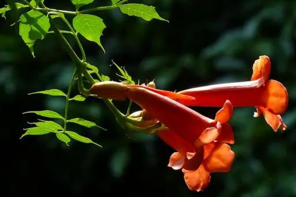 院子大门旁边种凌霄花吉利