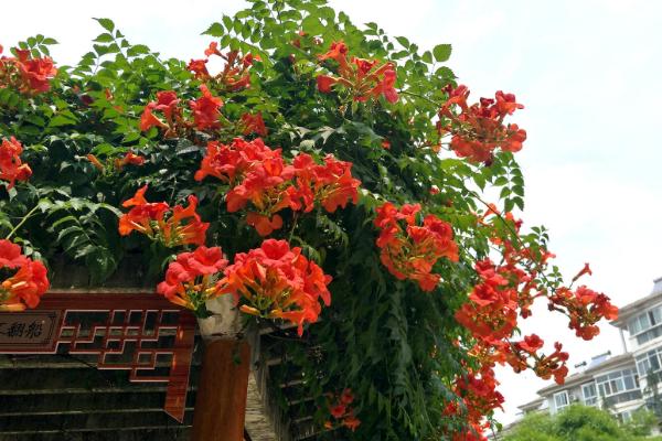 院子大门旁边种凌霄花吉利