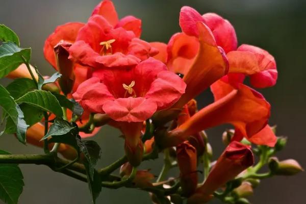 院子大门旁边种凌霄花吉利