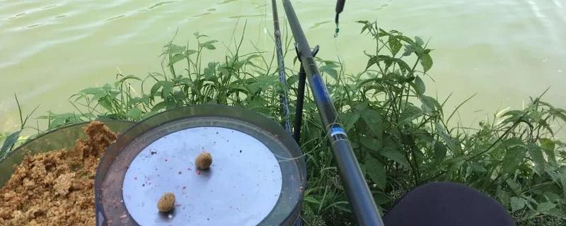 鲫鱼用什么饵料