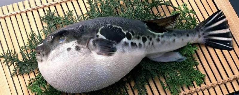 河豚皮能吃吗