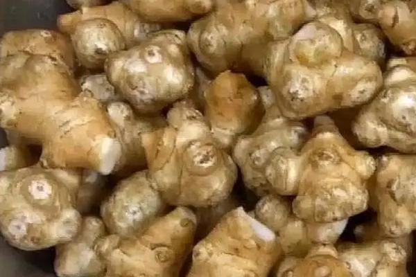 洋姜几月份收获