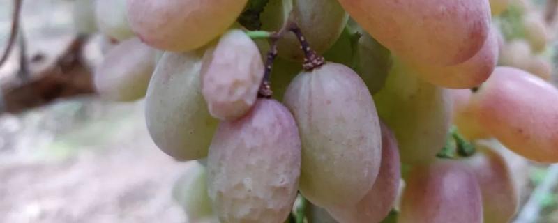 葡萄溃疡病特效药