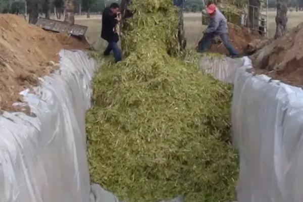 青贮玉米品种哪个最好