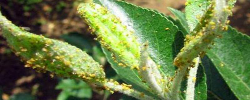 菜上有腻虫怎么办