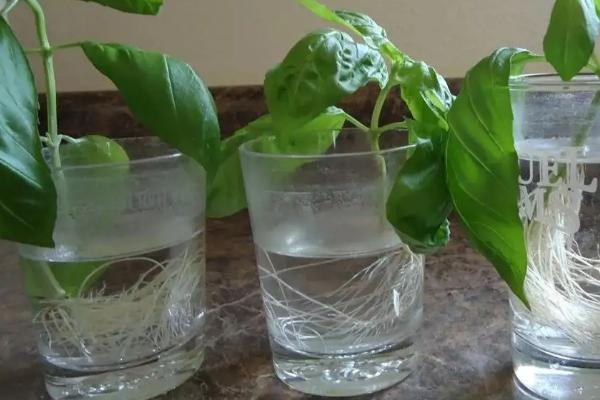 生根剂配方