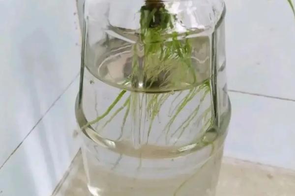 生根剂配方