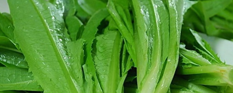 油麦菜能生吃吗