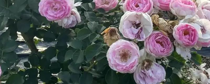 维萨里月季的优缺点