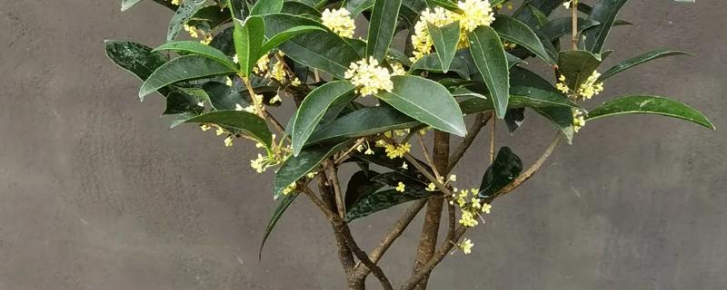盆栽四季桂花北方能在室外过冬吗