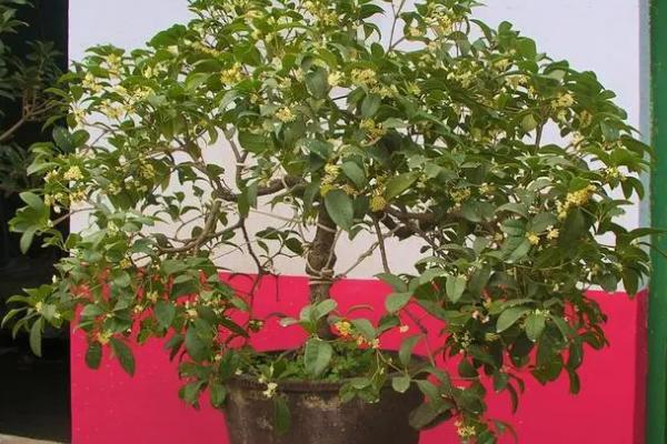 盆栽四季桂花北方能在室外过冬吗
