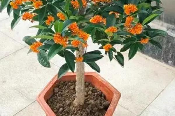盆栽四季桂花北方能在室外过冬吗