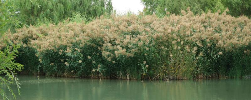 芦苇长什么样