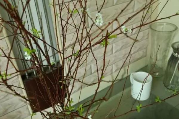 雪柳开过一次花以后就枯萎了吗
