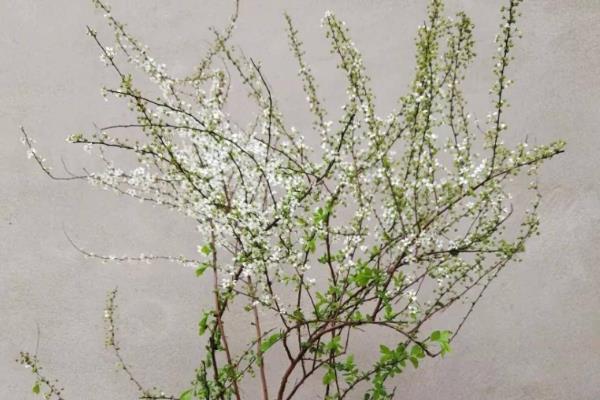 雪柳开过一次花以后就枯萎了吗