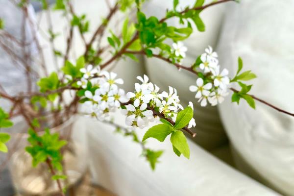 雪柳开过一次花以后就枯萎了吗