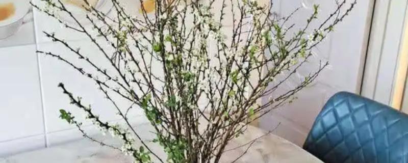 雪柳干枝怎么养