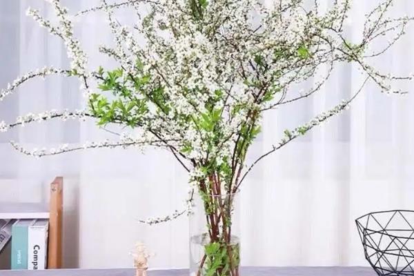 雪柳干枝怎么养