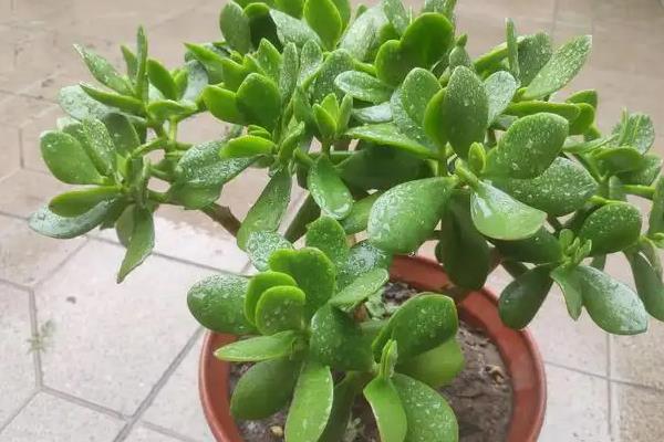 玉树在风水上到底好不好