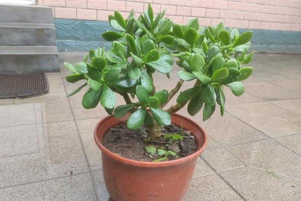 玉树在风水上到底好不好