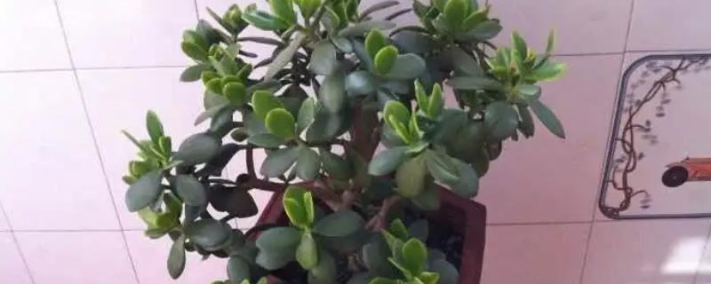 燕子掌和玉树哪个珍贵