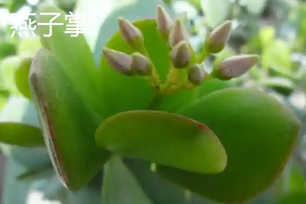 燕子掌和玉树哪个珍贵