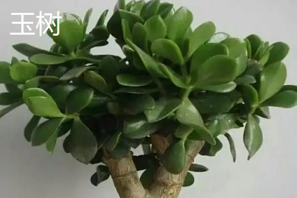 燕子掌和玉树哪个珍贵