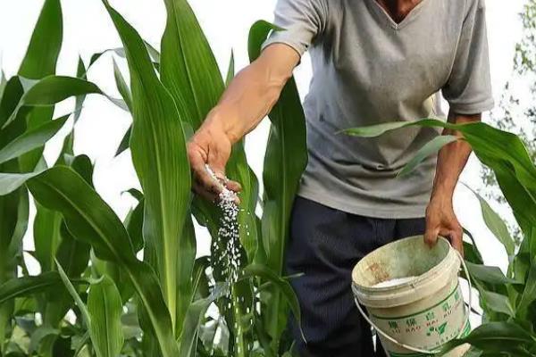 玉米叶面肥的作用，附追肥时间