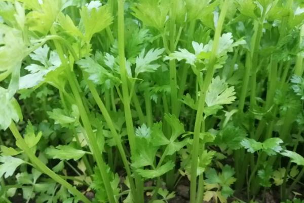 背阴地方适合种什么蔬菜
