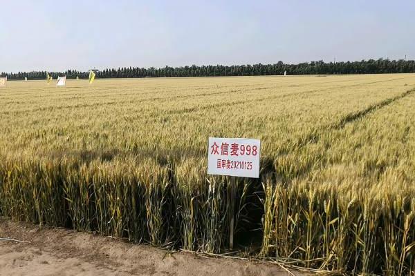 小麦高产品种排名前十名官方