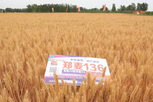 小麦高产品种排名前十名官方