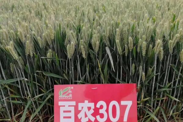 小麦高产品种排名前十名官方