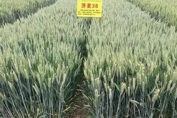 小麦高产品种排名前十名官方