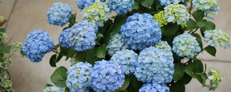 绣球花多久浇一次水
