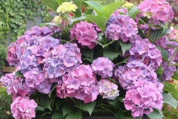 绣球花多久浇一次水