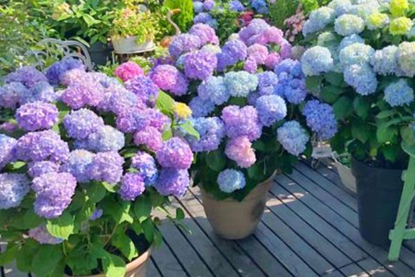 绣球花多久浇一次水