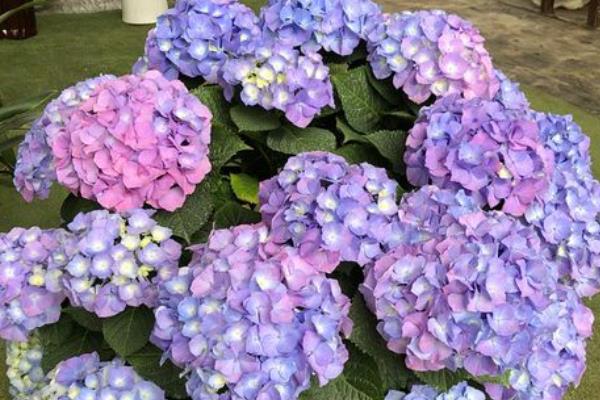 绣球花多久浇一次水